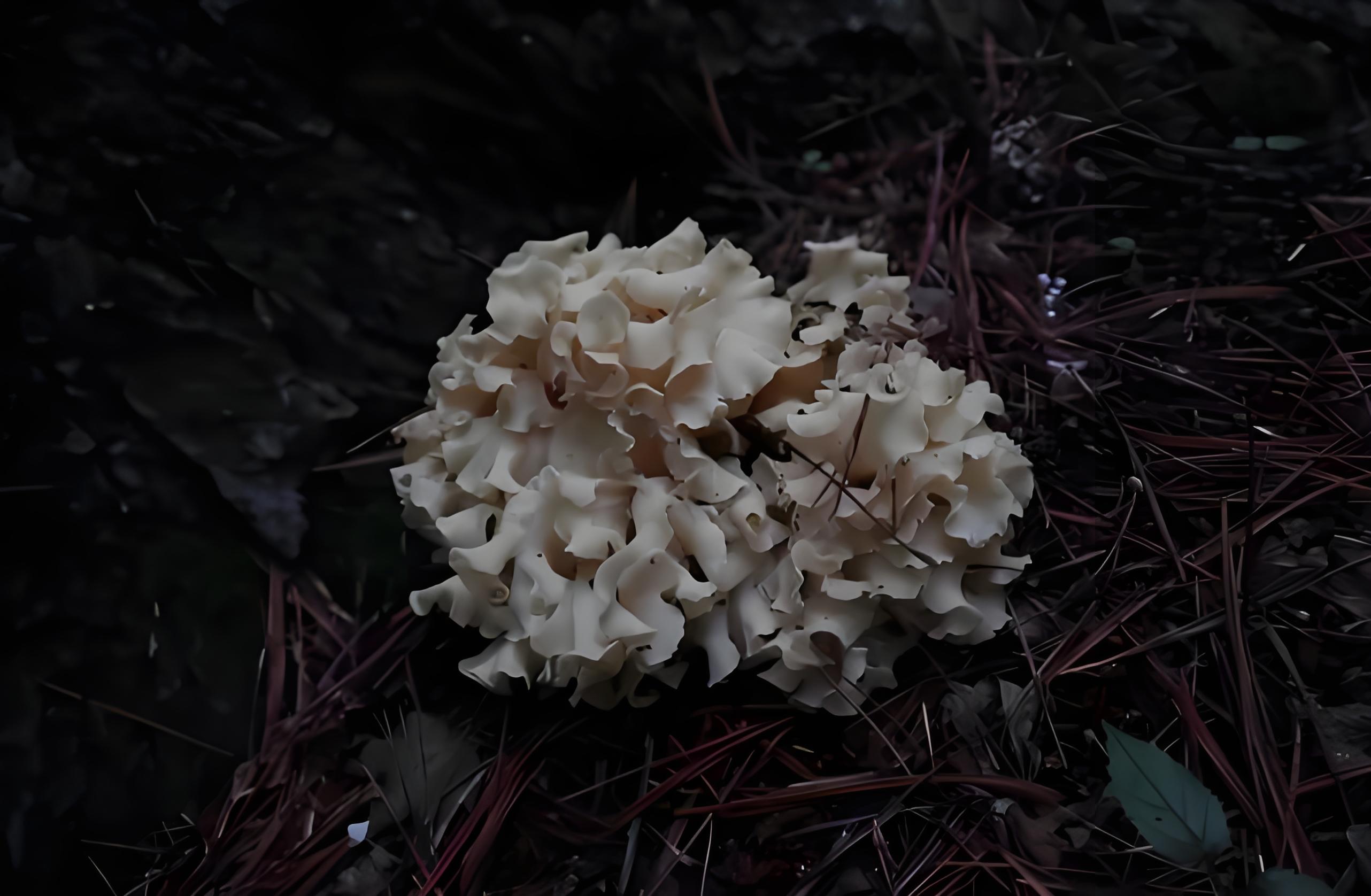 Hydrangea macrophylla