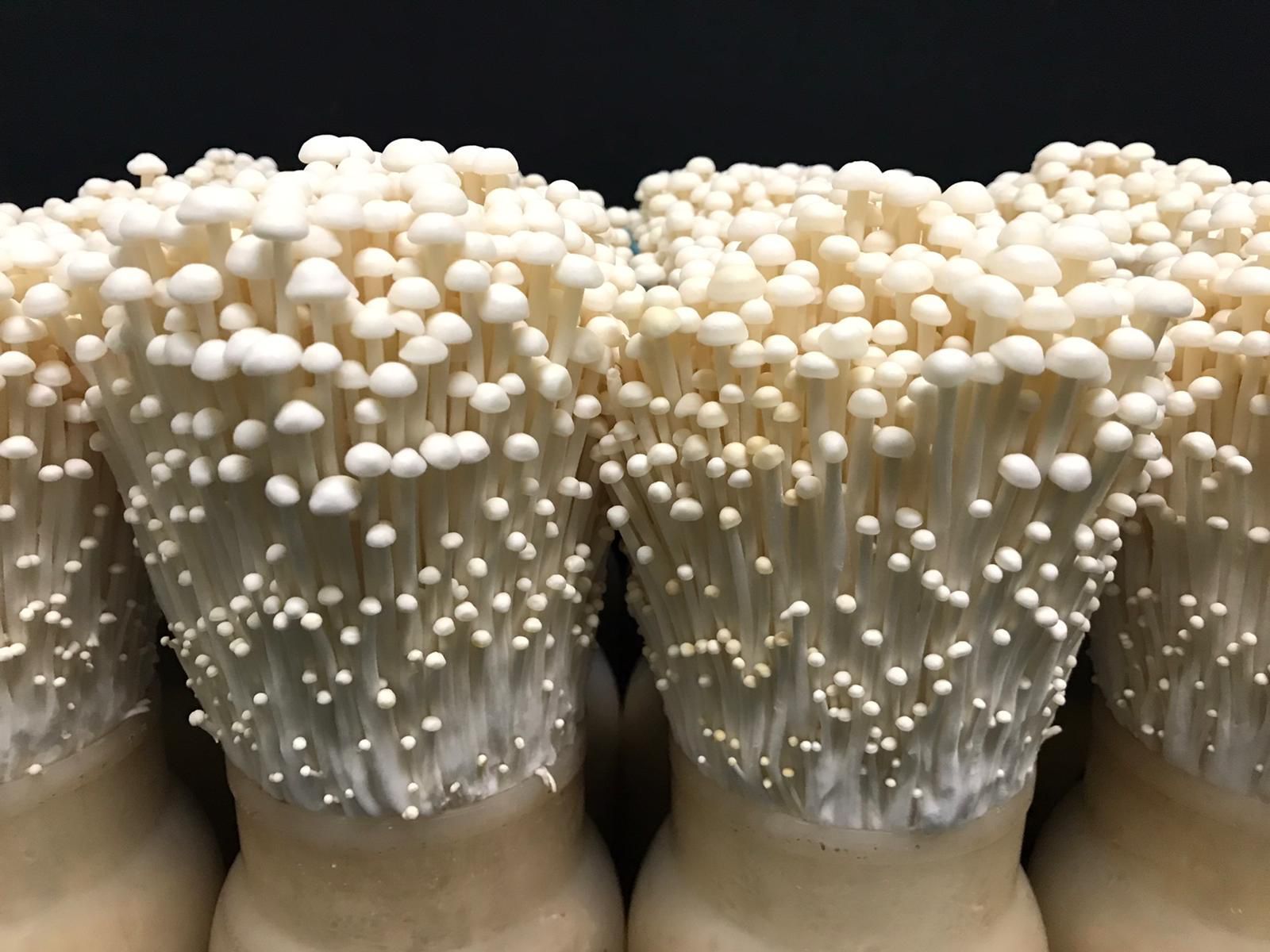 Production of Enoki Mushroom Liquid Fermentation Tank Strain Part 1