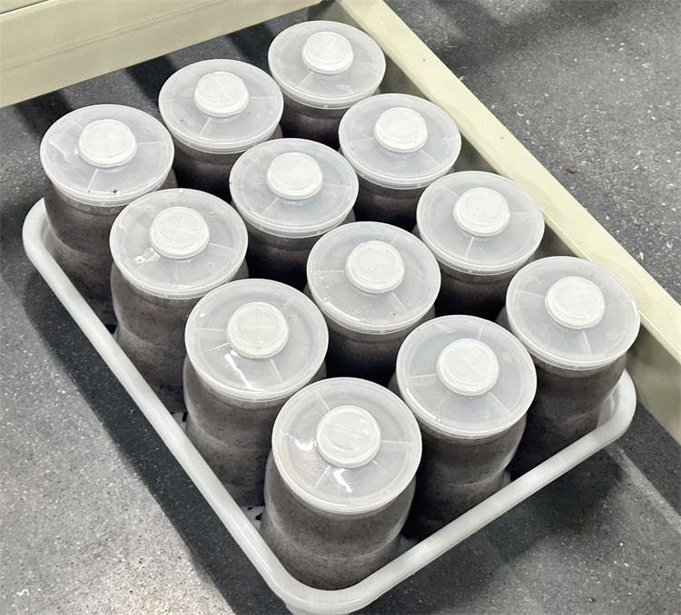 Enoki Mushroom Cultivation Bottles