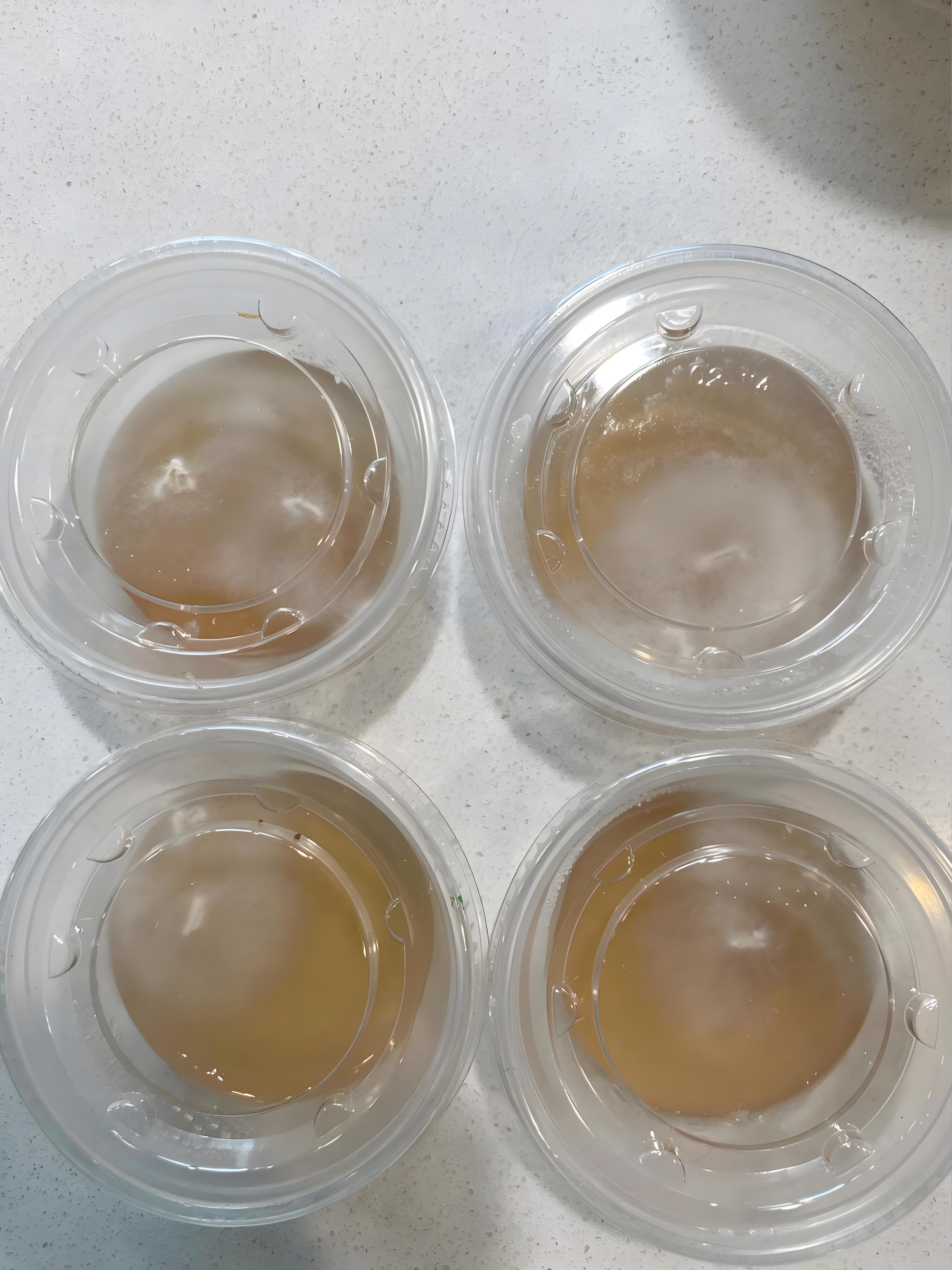 Flammulina velutipes Production