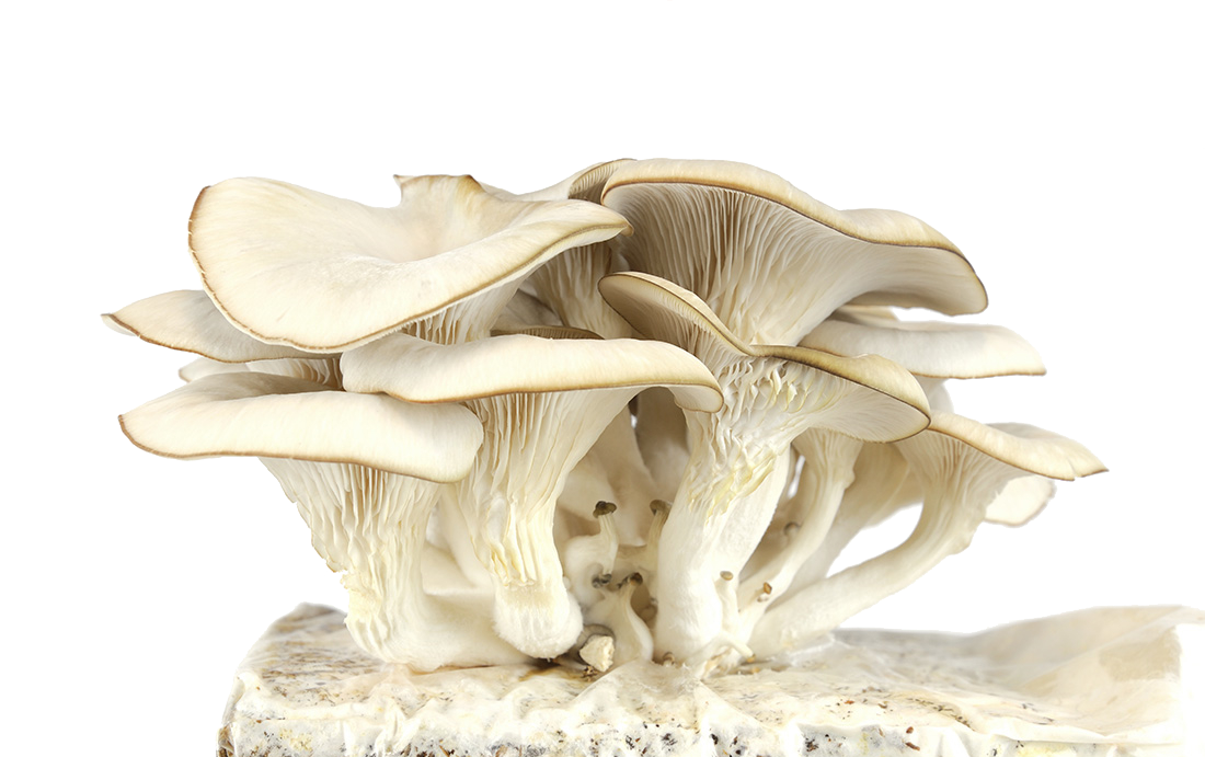 Oyster Mushroom Cultivation Substrates and Additives