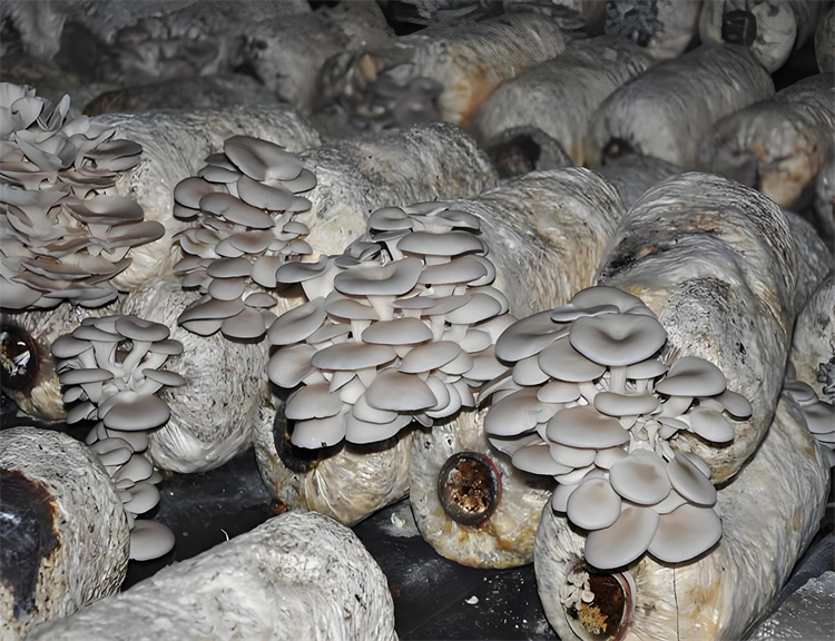 Oyster Mushroom Production: Key Sowing & Cultivation Tips