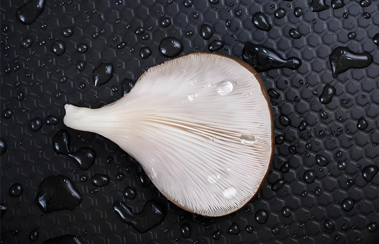 Oyster Mushroom Cultivation: Two Mainstream Methods for Spawn Isolation