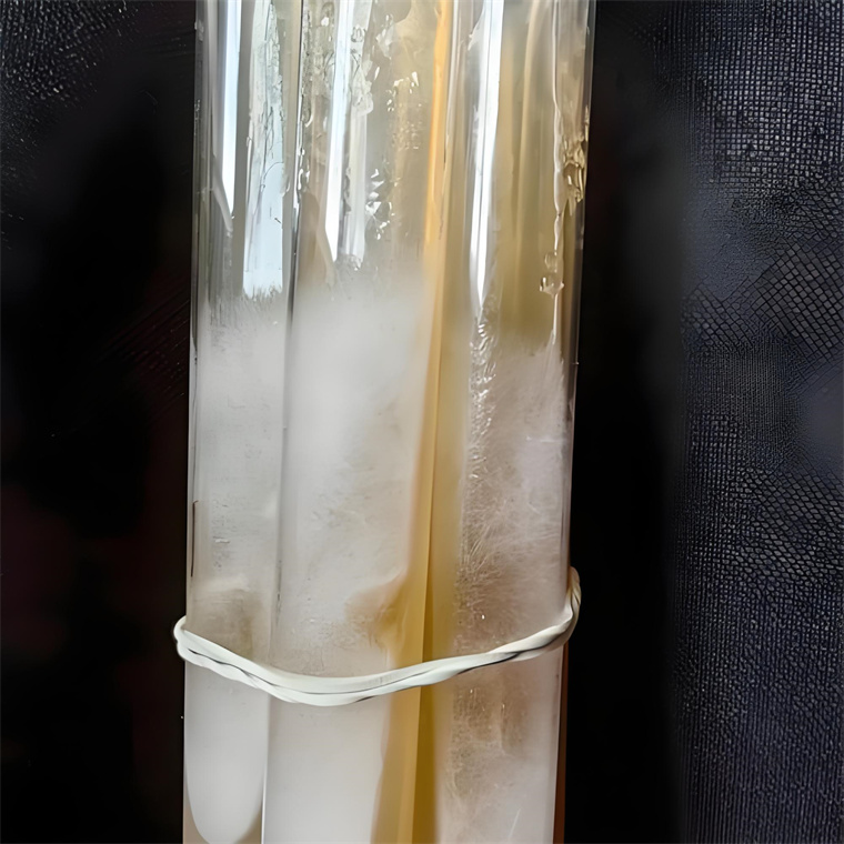 Oyster Mushroom Spawn Isolation & Mother Culture Production