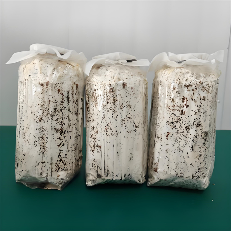 Production and Use of Oyster Mushroom Stick Spawn