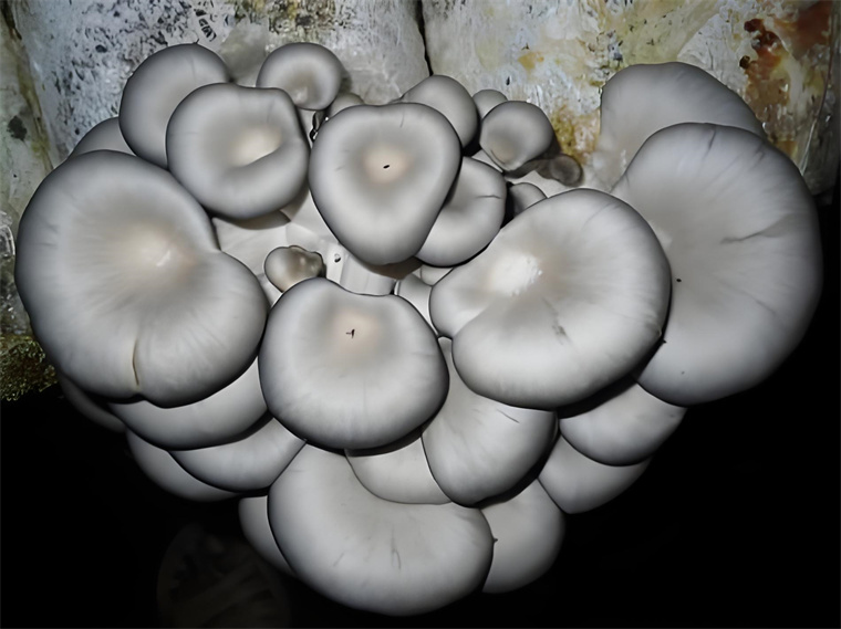 Oyster Mushroom Fermentation Substrate Cultivation Bag