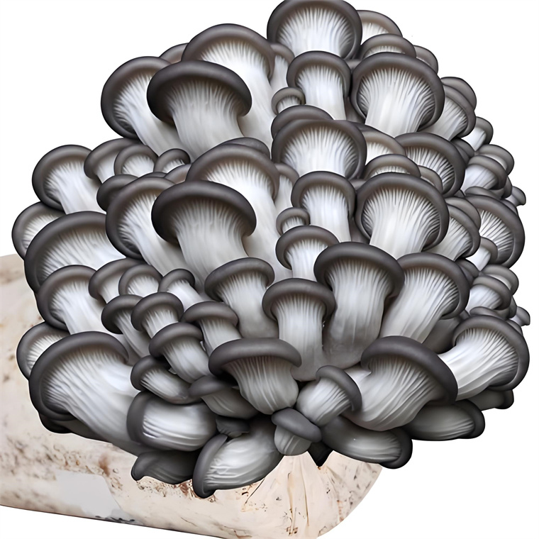 Preparation of Oyster Mushroom Master & Cultivation Solid Spawn