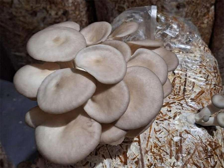 Standard Operating Procedures and Management Details for Oyster Mushroom Inoculation (Pasteurized Substrate)