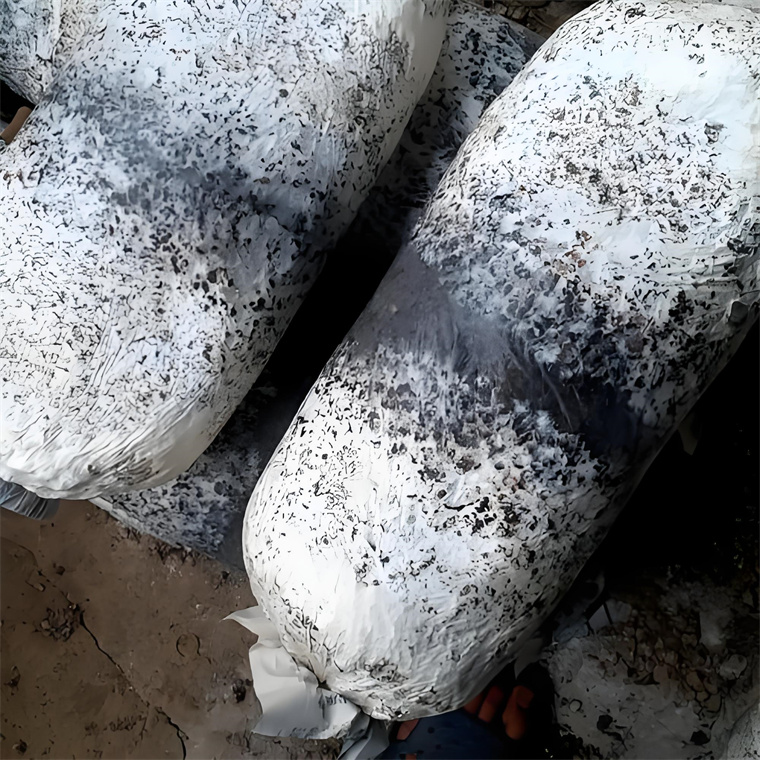 Oyster Mushroom Spawn Run: 25-Day Full Colonization, No Burned Bags