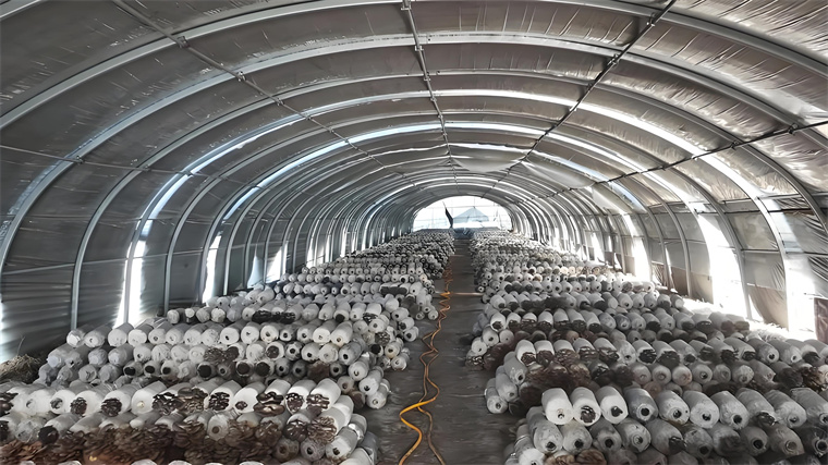 Oyster Mushroom Raw Substrate Cultivation: Preparatory Techniques (Part 1)